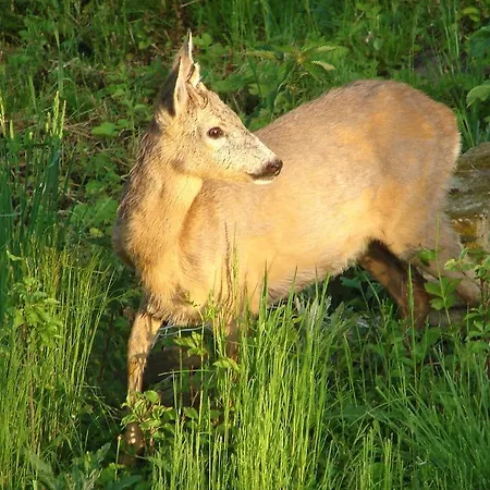 Sliwkowy Sad Farma *