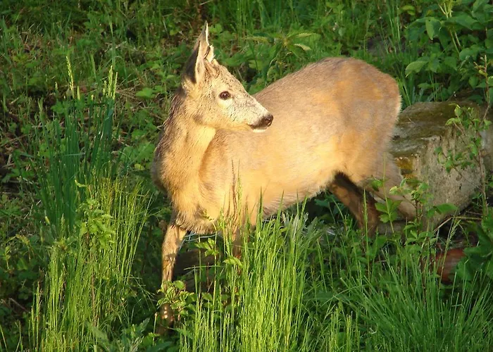 Sliwkowy Sad Farmház *