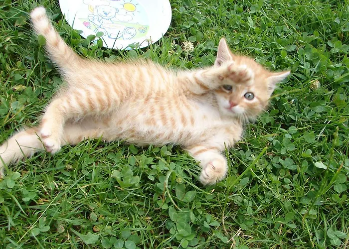 Farmház Sliwkowy Sad *